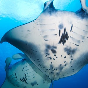 2-Manta