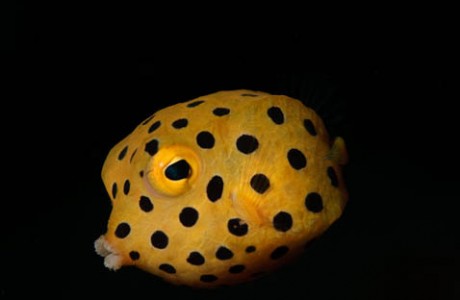 Juvenile Yellow Boxfish