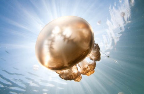 Jellyfish and Sunbeams