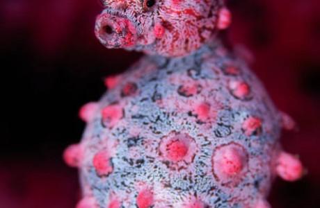 Pregnant Pygmy Seahorse