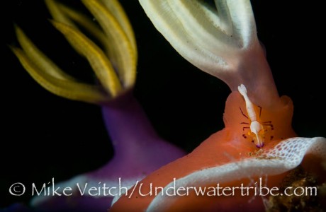 Shrimp on a Nudibranch