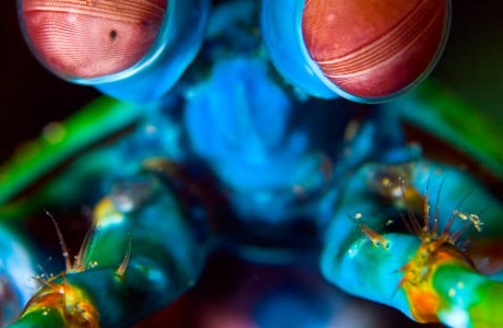 Mantis Shrimp