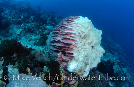 Bomb Damaged Reef
