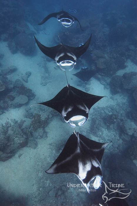 Photographing Giant Manta Rays in Yap